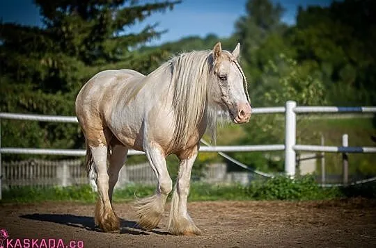 Przepiękna klacz Gypsy Cob, , 