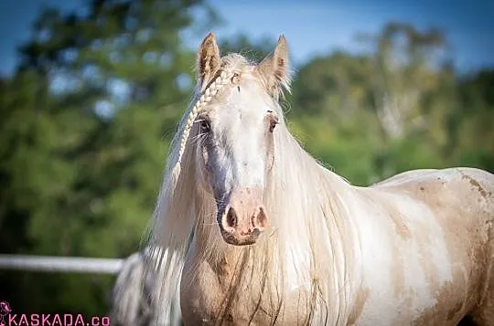 Przepiękna klacz Gypsy Cob, , 