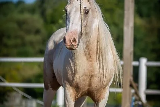 Przepiękna klacz Gypsy Cob, , 