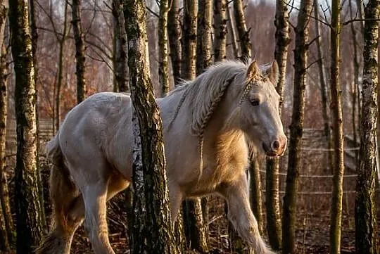 Przepiękna klacz Gypsy Cob, , 