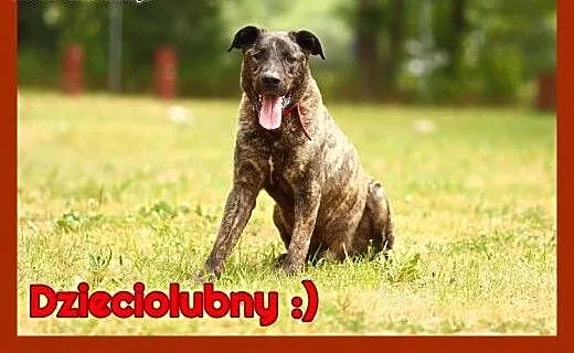 Psi ideał, do dzieci, kotów i psów. Szczepienia, c