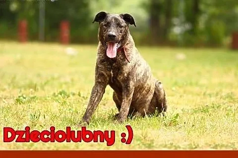 Psi ideał, do dzieci, kotów i psów. Szczepienia, c