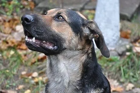 Młody Ares czeka na dom. ,  mazowieckie Warszawa