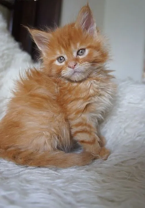 MAINE COON - piękne, Koty maine coon cała Polska