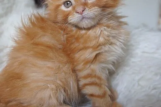 MAINE COON - piękne,  Koty maine coon cała Polska