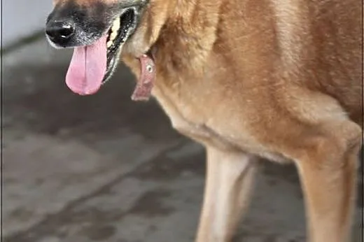 Ruda Aza choć  ma 12 lat to ani nie wygląda ani si