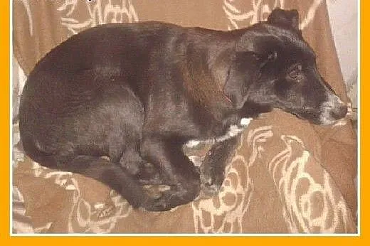 3 mies.szczeniak,labrador mix,wesoła,łagodna suczk
