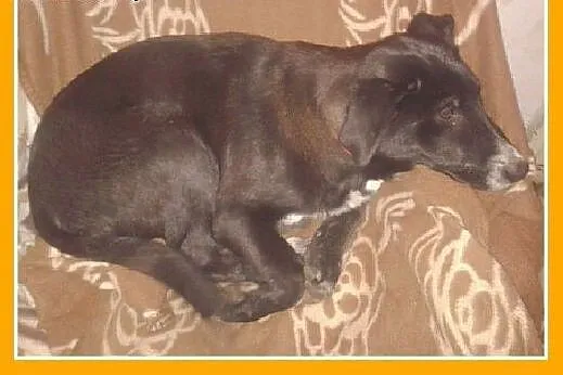 3 mies.szczeniak,labrador mix,wesoła,łagodna suczk