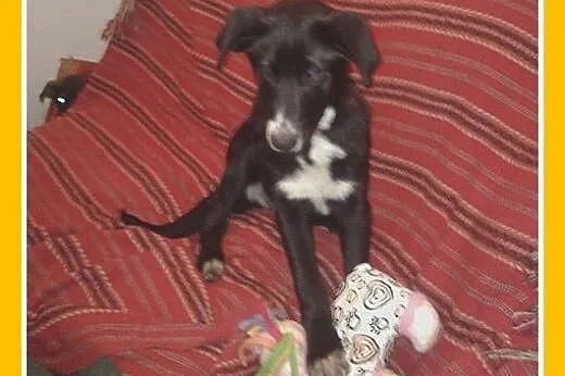 3 mies.szczeniak,labrador mix,wesoła,łagodna suczk