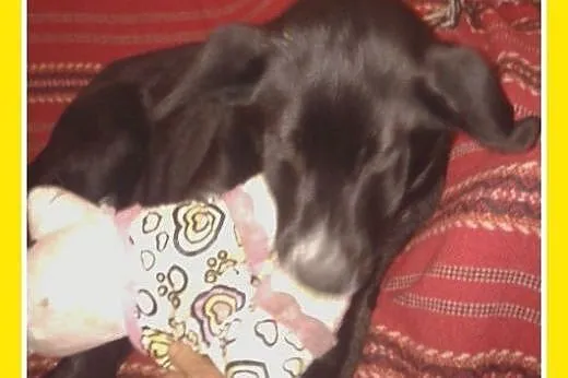 3 mies.szczeniak,labrador mix,wesoła,łagodna suczk