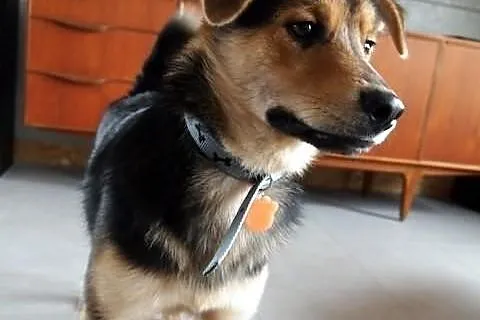 niewielki kundelek Goofy do adopcji