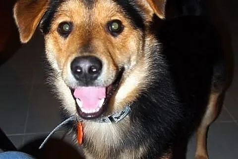 Niewielki kundelek Goofy do adopcji
