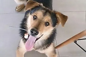 Niewielki kundelek Goofy do adopcji