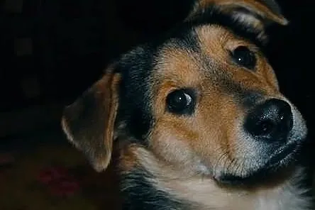 Niewielki kundelek Goofy do adopcji