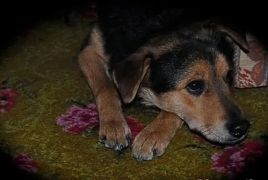 Niewielki kundelek Goofy do adopcji