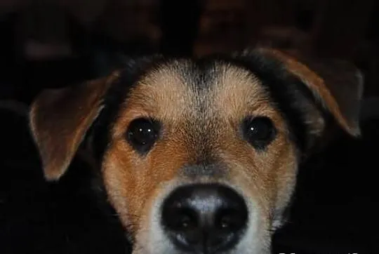 Niewielki kundelek Goofy do adopcji