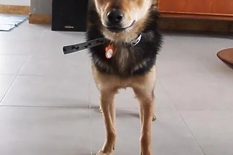 Niewielki kundelek Goofy do adopcji