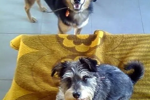 Niewielki kundelek Goofy do adopcji