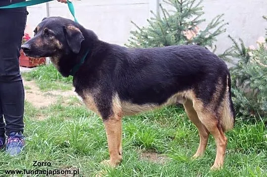 Zorro - duży, spokojny pies, Mazowieckie, Nowy Dwór Mazowiecki