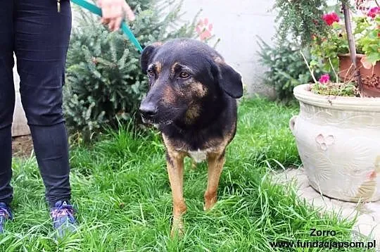 Zorro - duży, spokojny pies, Mazowieckie, Nowy Dwór Mazowiecki