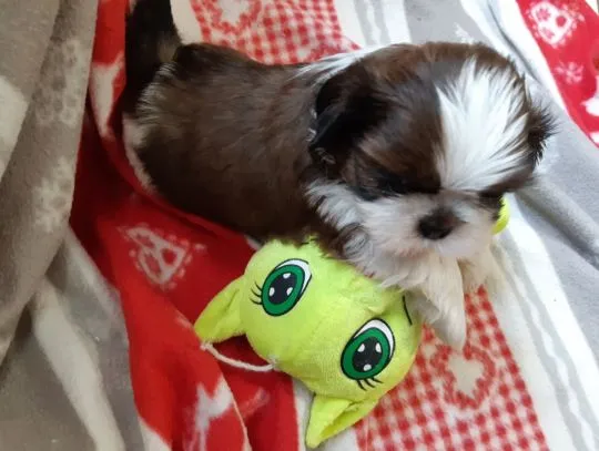 SHIH TZU Trójkolorowy!!! / szczenięta w celu uzyskania aktualizacji:{{emanuellepatricia71@gmail.com}, , Bielska-Bialej 