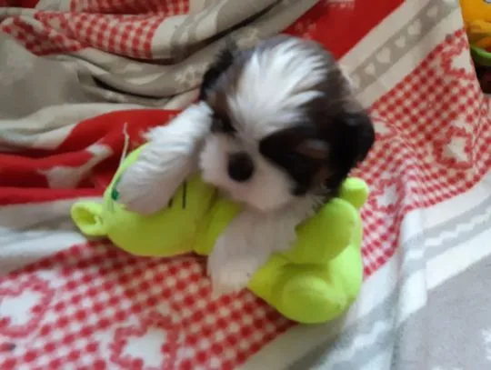 SHIH TZU Trójkolorowy!!! / szczenięta w celu uzyskania aktualizacji:{{emanuellepatricia71@gmail.com}, , Bielska-Bialej 