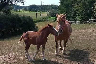 Sprzedam klacz zimnokwista zrebna że źrebakiem, Mazowieckie, Gąbin