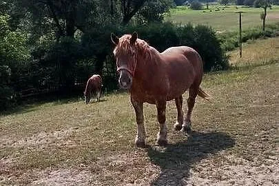 Sprzedam klacz zimnokwista zrebna że źrebakiem, Mazowieckie, Gąbin