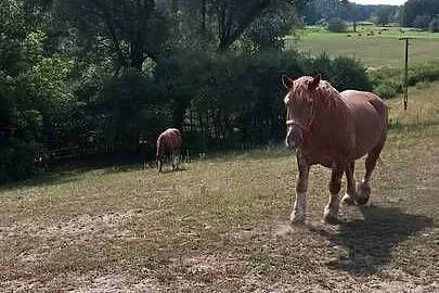 Sprzedam klacz zimnokwista zrebna że źrebakiem, Mazowieckie, Gąbin