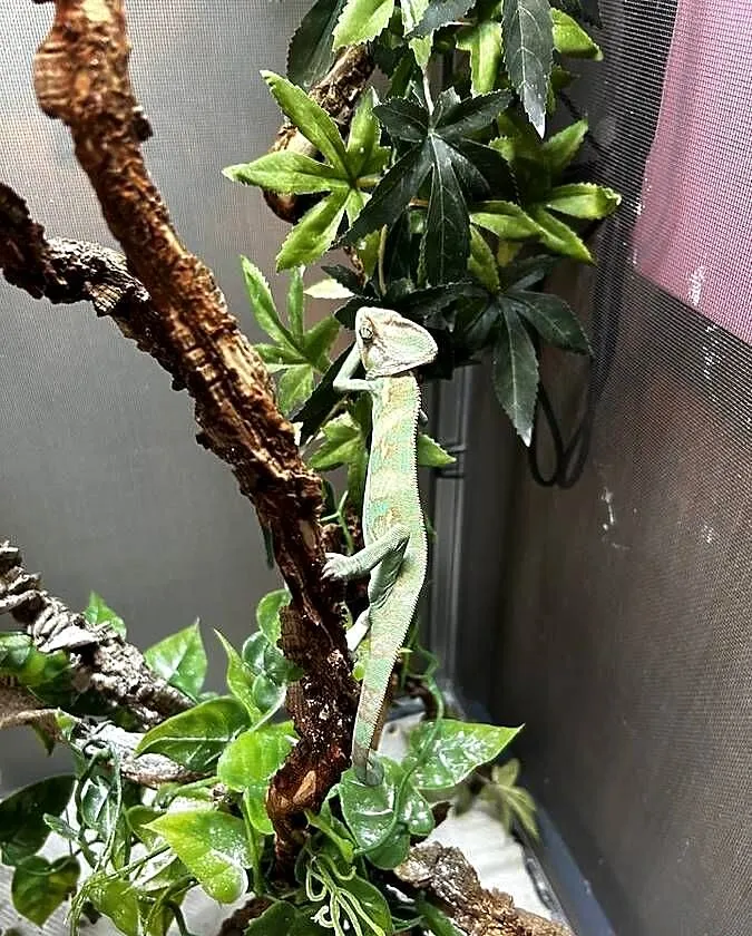 Sprzedam Kameleon jemeński wraz z terrarium, Mazowieckie, Błonie