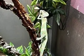 Sprzedam Kameleon jemeński wraz z terrarium