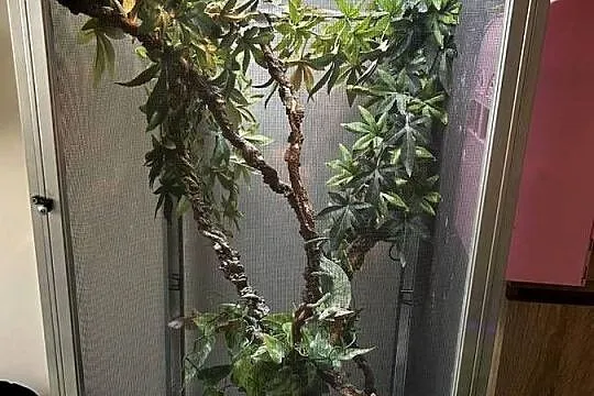 Sprzedam Kameleon jemeński wraz z terrarium, Mazowieckie, Błonie