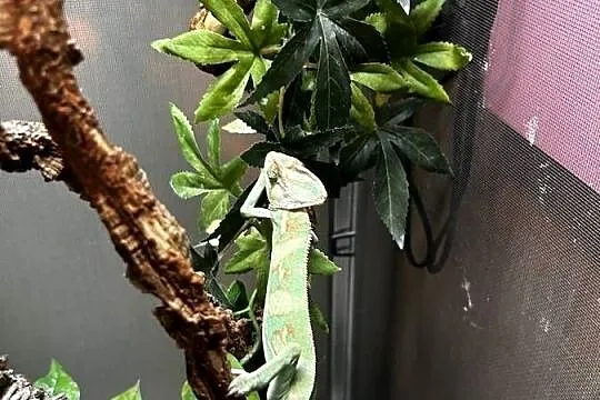 Sprzedam Kameleon jemeński wraz z terrarium, Mazowieckie, Błonie