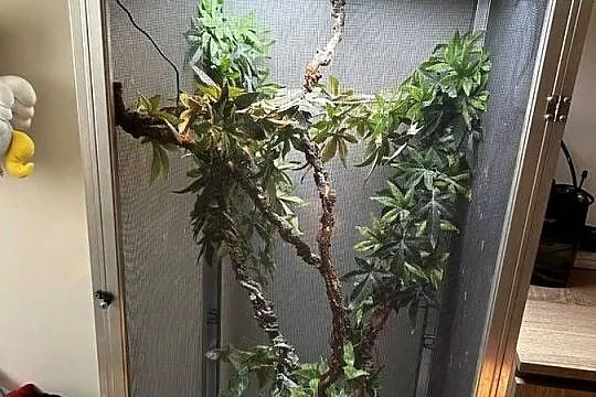 Sprzedam Kameleon jemeński wraz z terrarium, Mazowieckie, Błonie