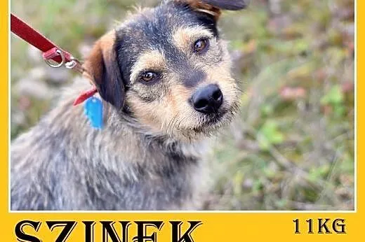 11kg,średni,wesoły,łagodny,towarzyski piesek SZINEK.Adopcja,  małopolskie Kraków