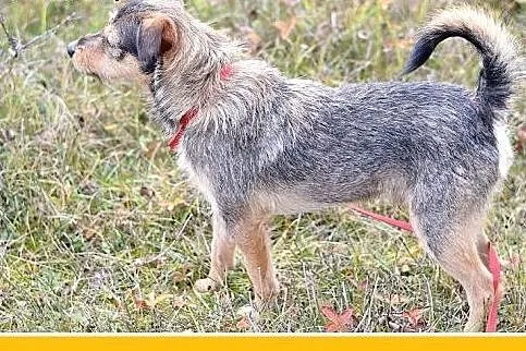 11kg,średni,wesoły,łagodny,towarzyski piesek SZINE