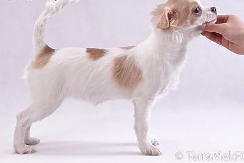 Chihuahua długowłosa biało - liliowa,  mazowieckie