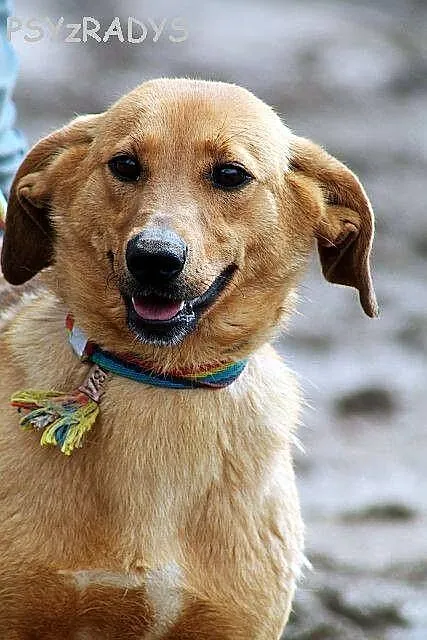 DAISY niewielka roczna urocza sunia szuka swojej p