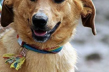 DAISY niewielka roczna urocza sunia szuka swojej p