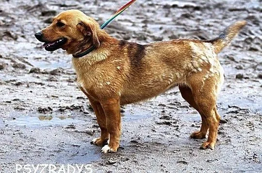 DAISY niewielka roczna urocza sunia szuka swojej p