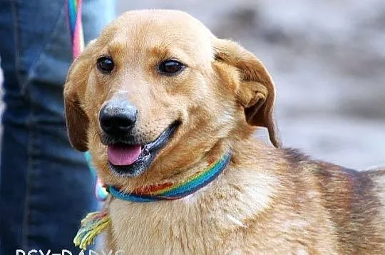 DAISY niewielka roczna urocza sunia szuka swojej p
