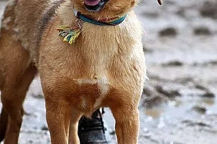 DAISY niewielka roczna urocza sunia szuka swojej p