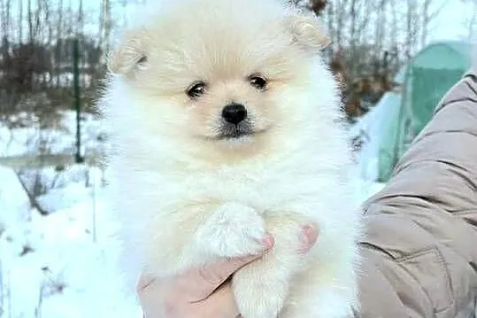 Szpic miniaturowy pomeranian pieski i suczka