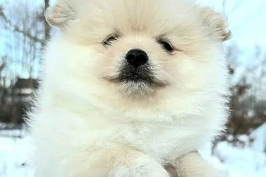 Szpic miniaturowy pomeranian pieski i suczka, Łódzkie, Pabianice