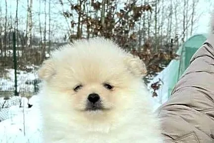 Szpic miniaturowy pomeranian pieski i suczka, Łódzkie, Pabianice