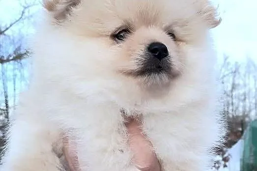 Szpic miniaturowy pomeranian pieski i suczka, Łódzkie, Pabianice