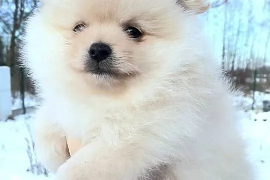 Szpic miniaturowy pomeranian pieski i suczka, Łódzkie, Pabianice