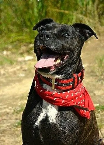 Amstaff Jankes pręgowany psi ideał czeka na dom,