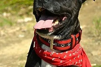 Amstaff Jankes pręgowany psi ideał czeka na dom,  