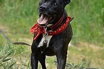 Amstaff Jankes pręgowany psi ideał czeka na dom,  